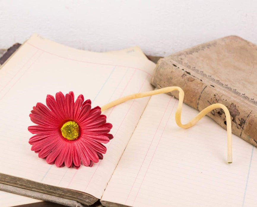 Honey and Me - Red Gerber Daisy Stem