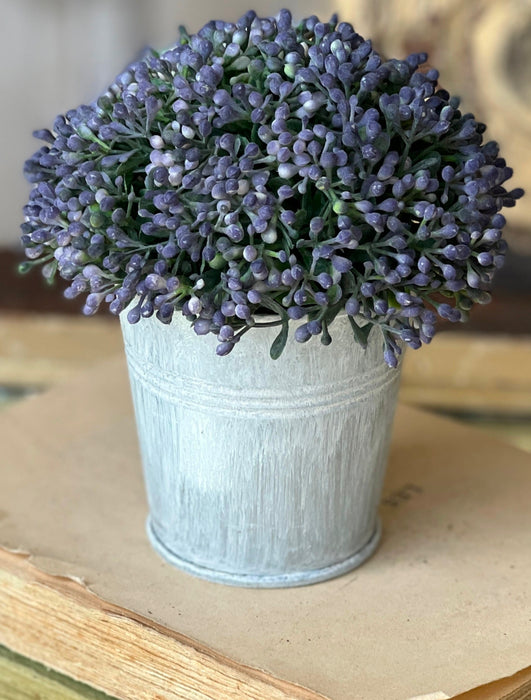 Heatherwick Berries Pot | 5" flower pot of tiny purple, lavender like flowers