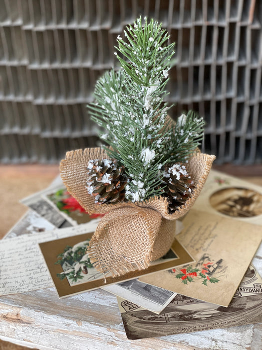 Snowy Acadia Seedling Pine Tree | 9" | Christmas Holiday Decor