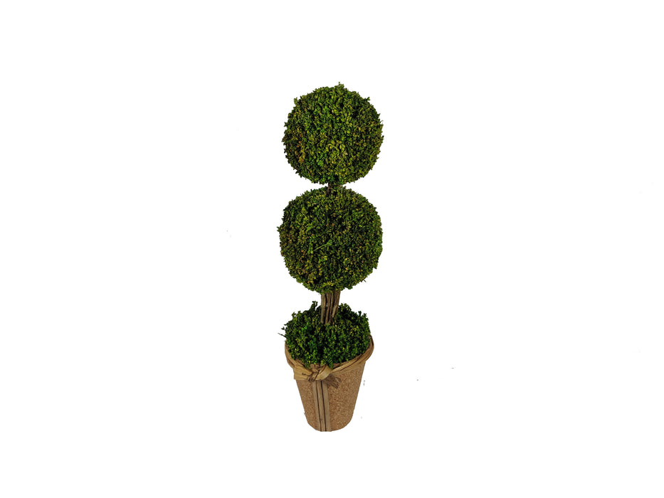 Galt International Company - Preserved Natural Grass Topiary In Pot