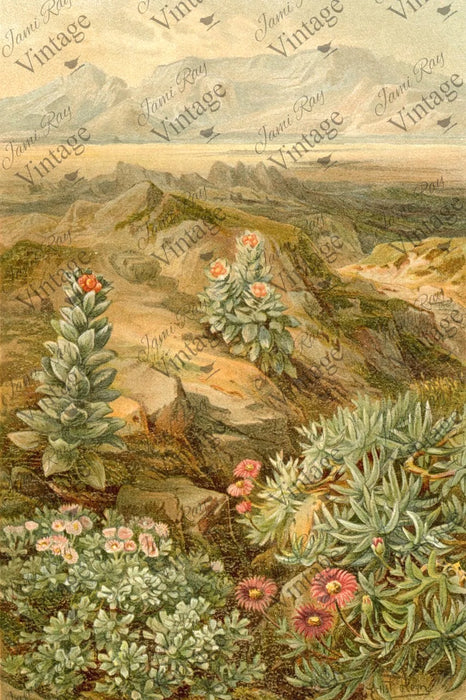 Desert Succulent | JRV Decoupage Paper | Jami Ray Vintage