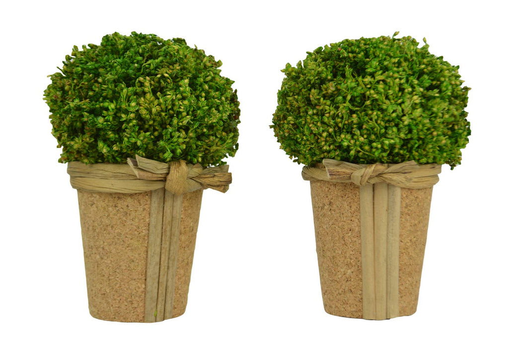 Galt International Company - Preserved Natural Grass Topiary In Pot (Set of 2)